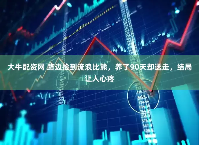 大牛配资网 路边捡到流浪比熊，养了90天却送走，结局让人心疼